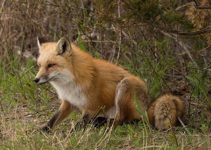 Wild FOX