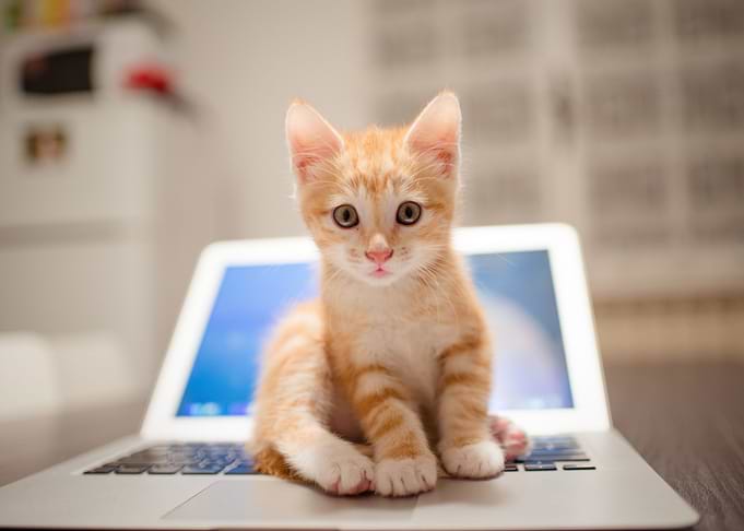 Cute Kitten