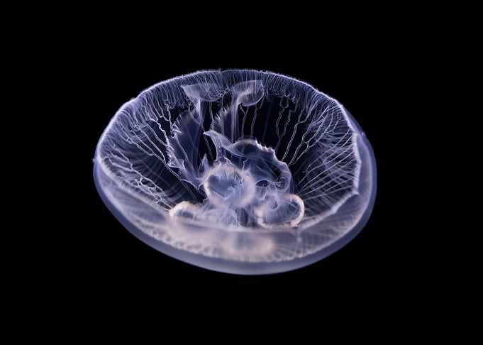 Jelly 86