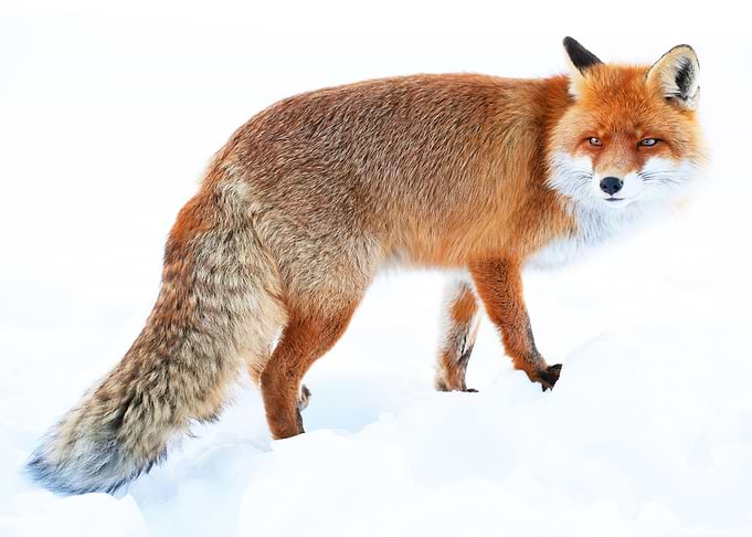 FOX