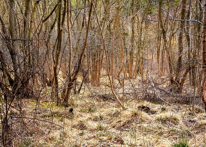 Woodland
