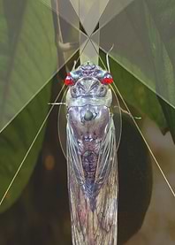 Chicharra Cicada