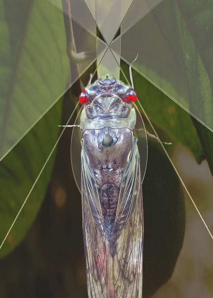 Chicharra Cicada