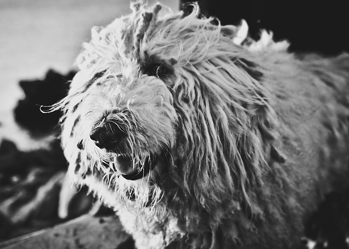 Komondor dog