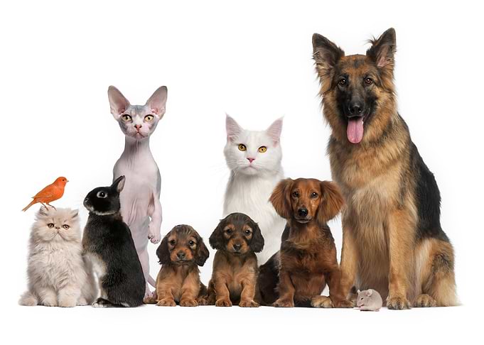 Pets