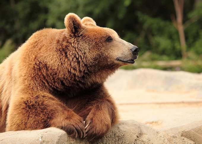 Brown Bear