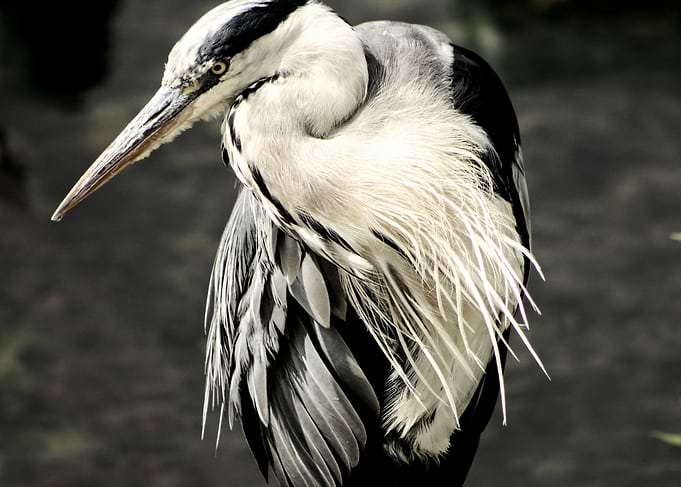 Heron