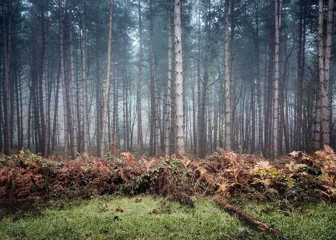 Late Autumn Forest