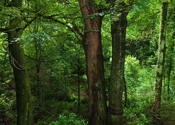 Woodland