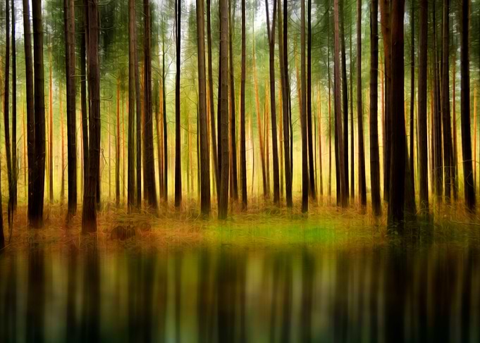 Lake in a Forest
