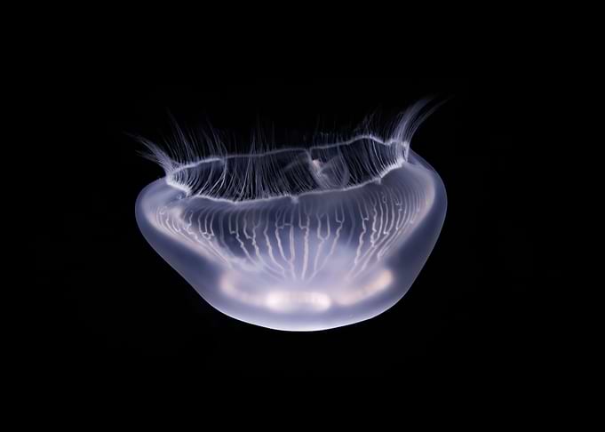 Jelly 87