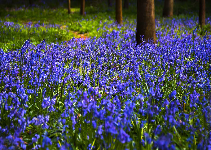 Blue Bells Woods