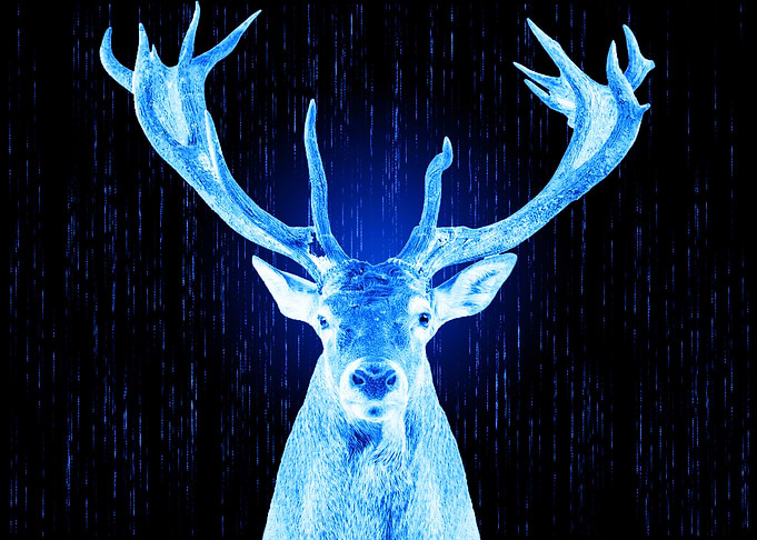 cool blue deer