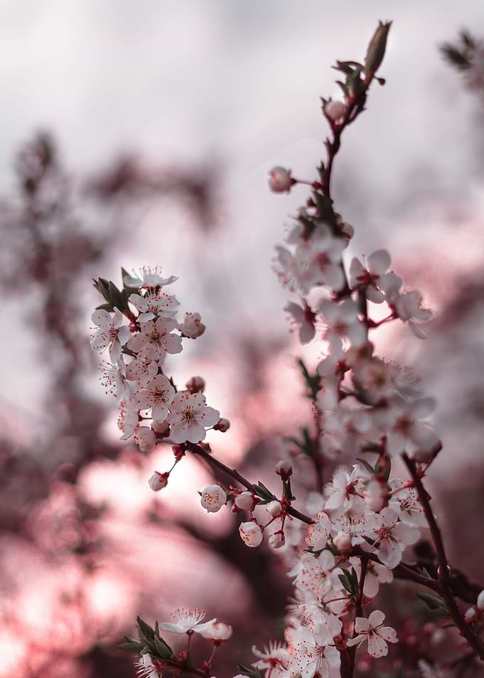 Sunset Sakura