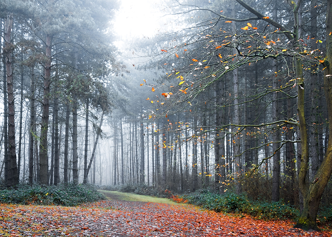 Late Autumn Forest