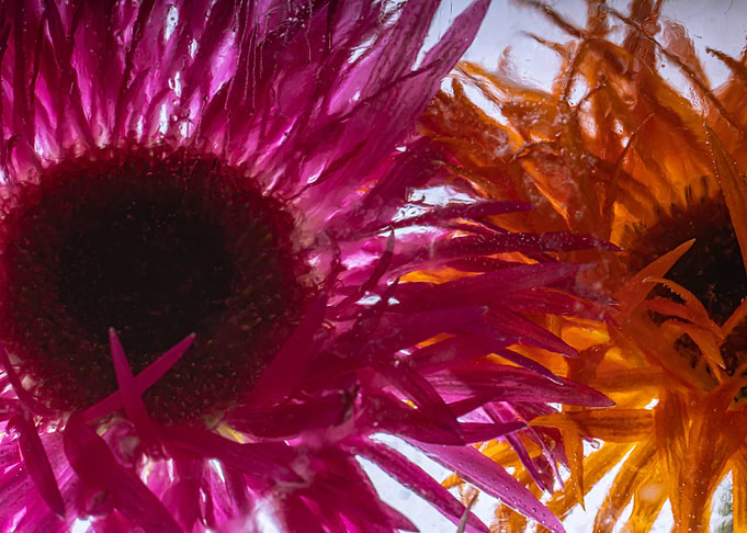 Chrysanthemum in ice 3