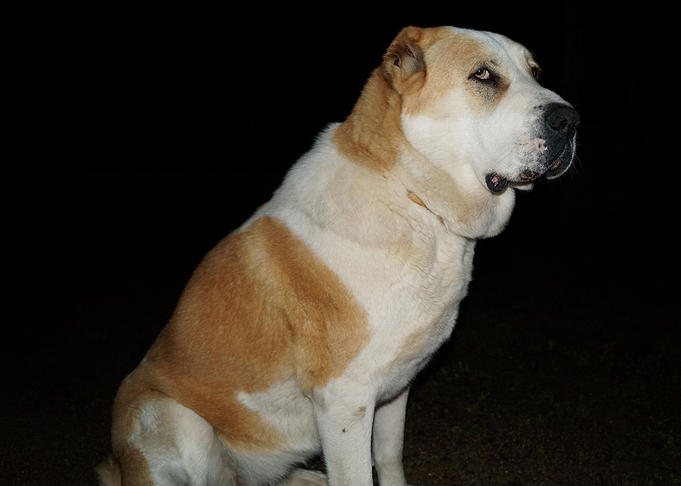 Asian Shepherd Dog