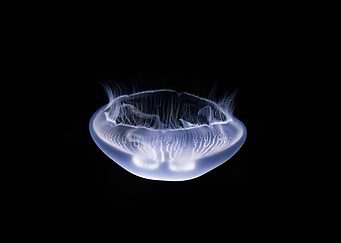 Jelly 73