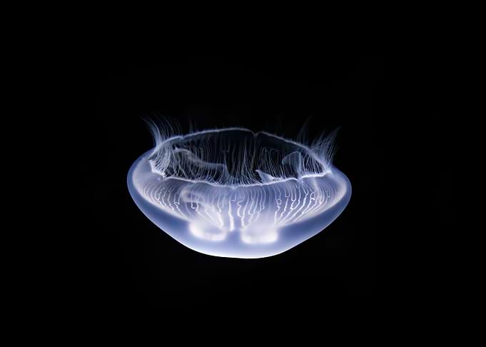 Jelly 73