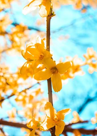 Single branch bloom