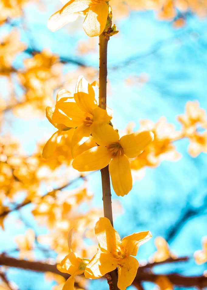 Single branch bloom