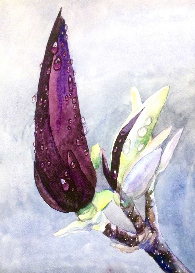 Magnolia bud