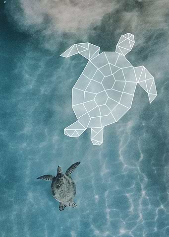 swimming turtle