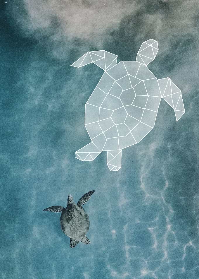 swimming turtle