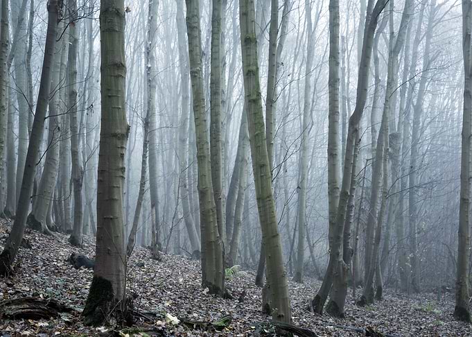 Abstract Forest