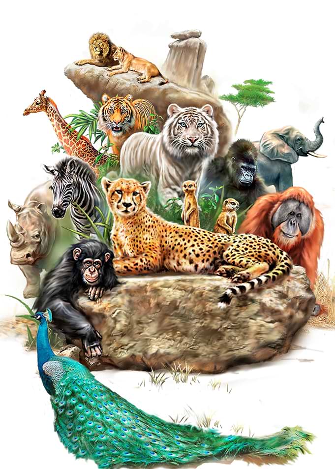 Wild Zoo Animals