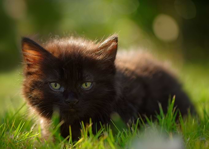Cute Cat