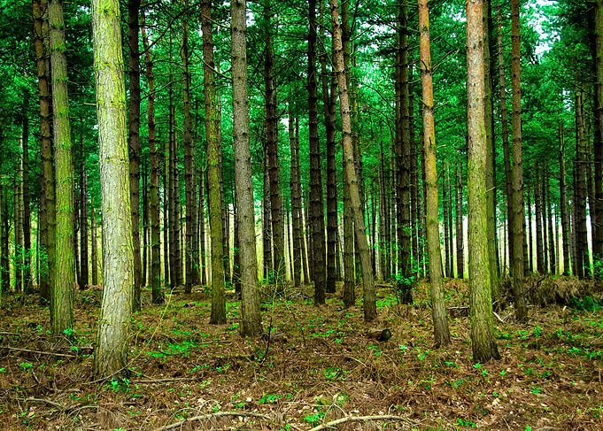 Woodland Landscape