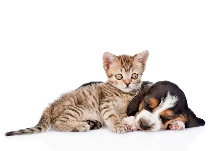 Kitten and Puppy