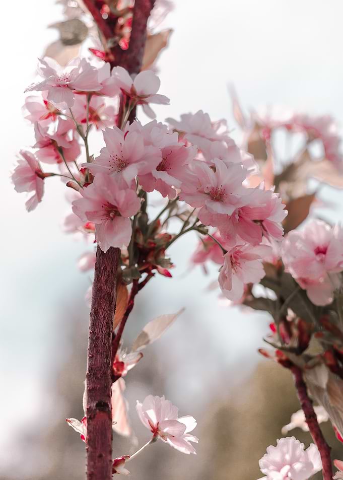 Sunset Sakura blooms