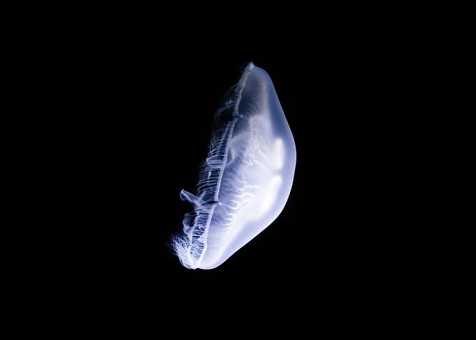 Jelly 89