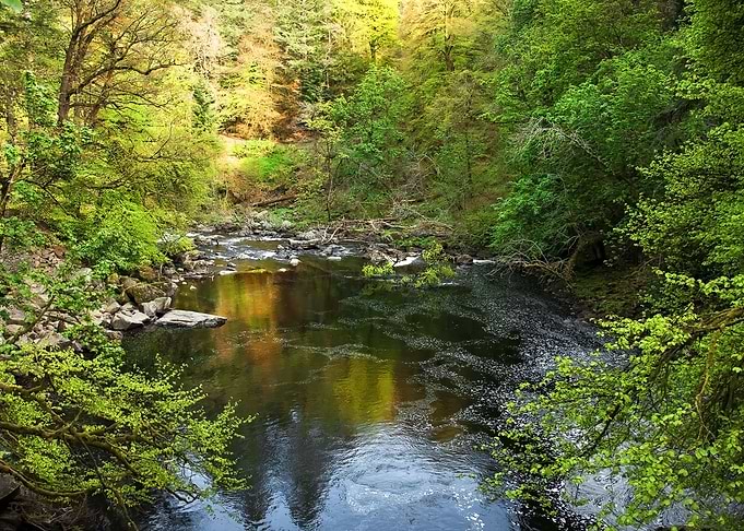 Scottish Forest