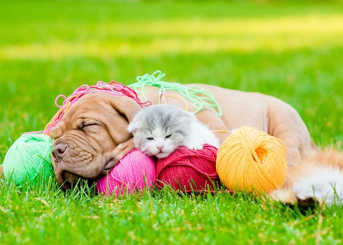 Kitten and puppy