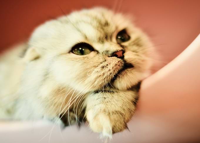 Cute Cat