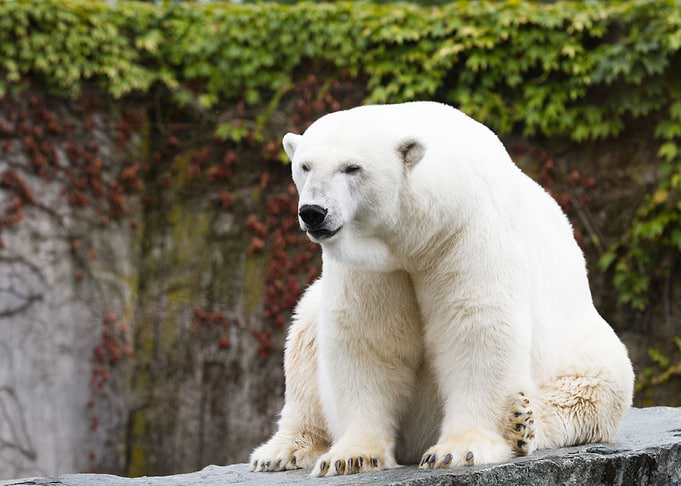 Polar Bear