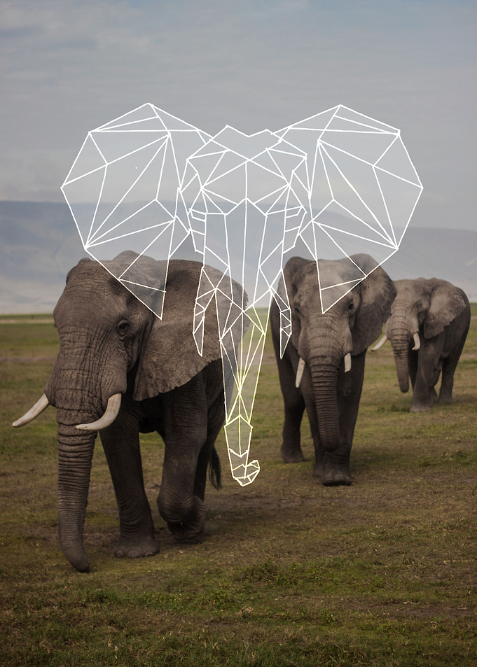 elephant family