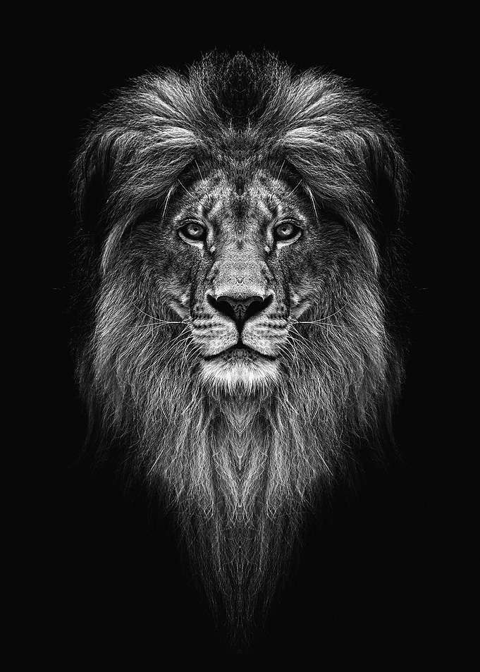 Lion head black and white