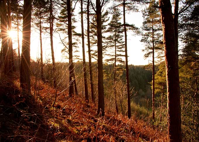 Woodland