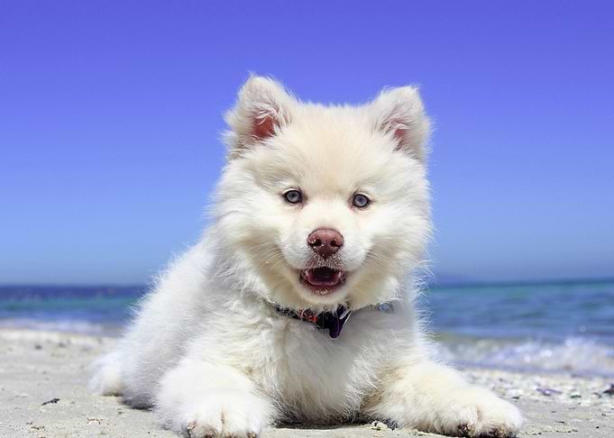 Finnish Lapphund dog