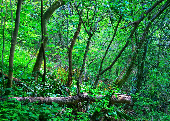 English Woodland