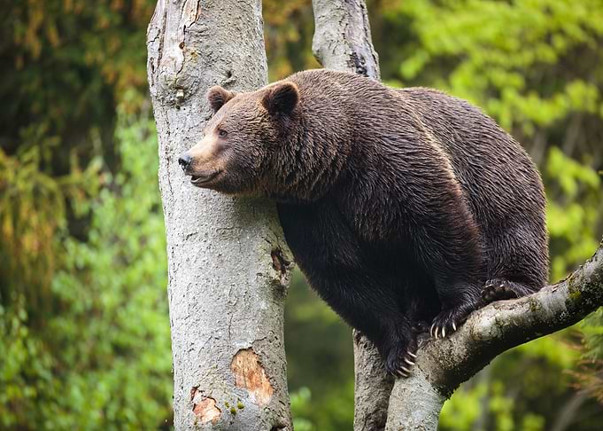 Brown Bear