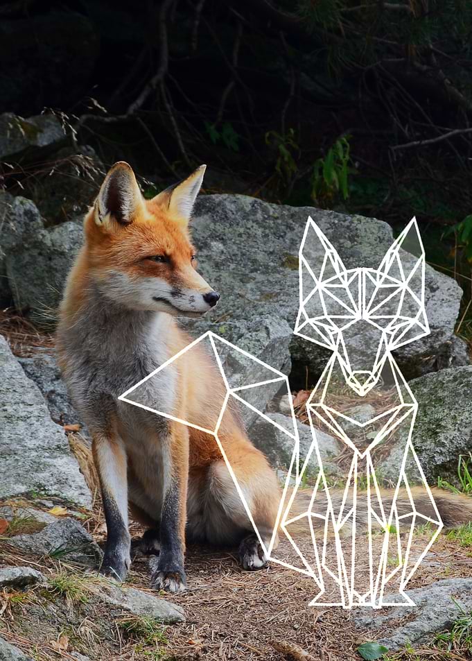 fox