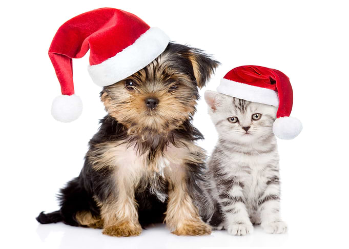 Christmas Kitten and Puppy