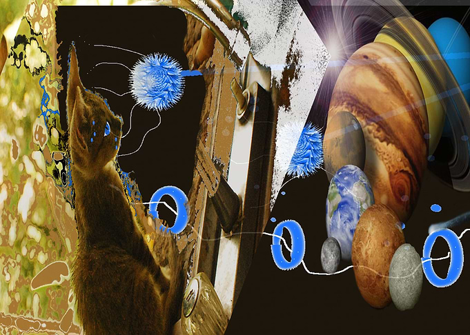 Gato Cat
