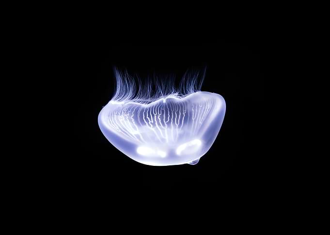 Jelly 77
