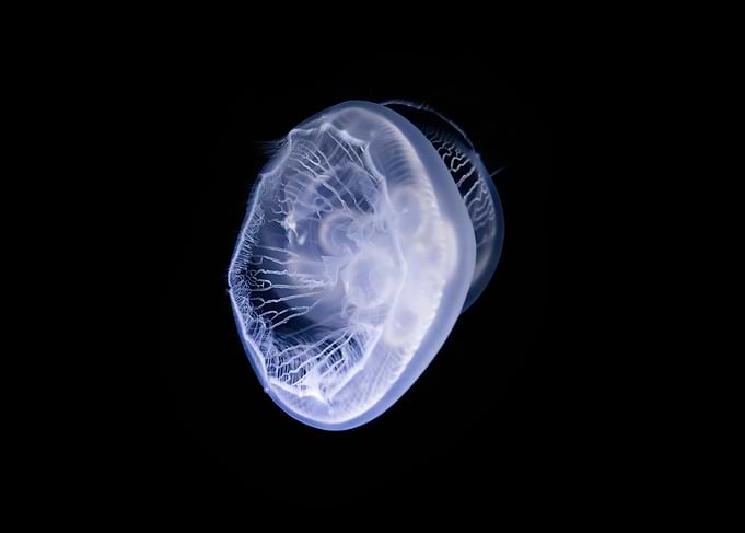Jelly 91